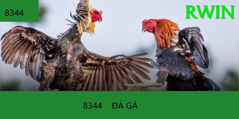 Đá Gà Trực Tiếp - rwin - Cài đặt